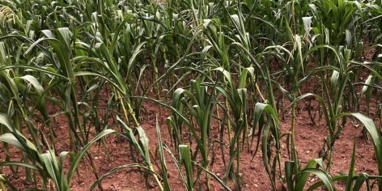 किसानलाई धानको बीउ र मकै जोगाउनै मुस्किल