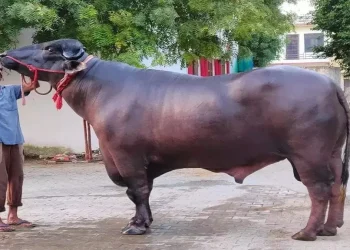 मुर्रा राँगा नेपाल आइपुग्न दुई महिना लाग्ने