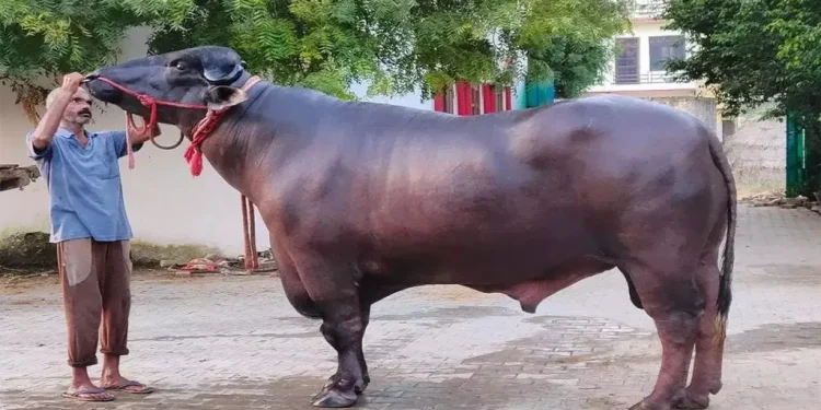 मुर्रा राँगा नेपाल आइपुग्न दुई महिना लाग्ने