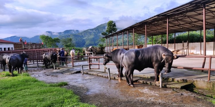 यस कारण विशेष छ मुर्रा राँगा