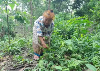 जङ्गलमा पाइने निगुरोको माग बढ्दो