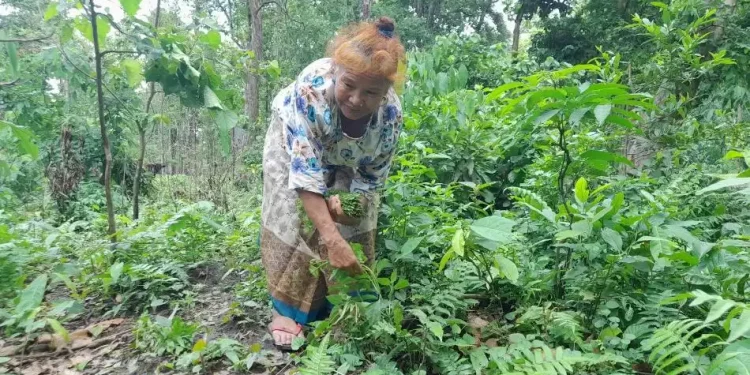 जङ्गलमा पाइने निगुरोको माग बढ्दो