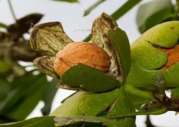 परम्परागत बाली छाडेर ओखर खेती सुरु