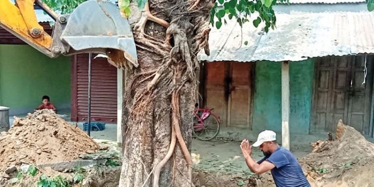 पिपलसँगै ढल्यो मन पनि