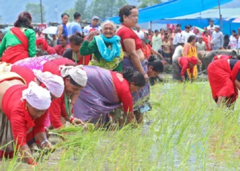 पोखराको पहिचान बन्दै रोपाइँ महोत्सव