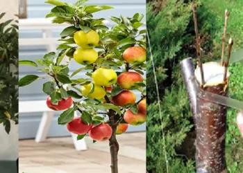 एउटै विरुवामा फल्छ धेरै किसिमका तरकारी र फलफूल, अपनाउनुस् यो प्रविधि