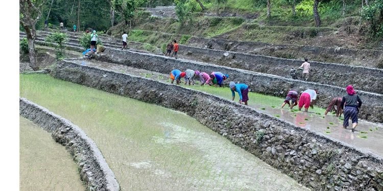 पानी अभावले रोपाइँ गर्न ढिलाइ