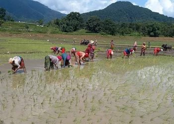 धान रोपाइँको चटारोमा किसान
