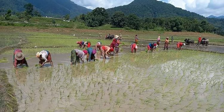 धान रोपाइँको चटारोमा किसान
