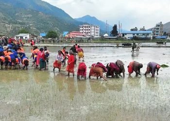 जुम्ली किसानलाई मार्सी धान रोपाइँकाे चटाराे