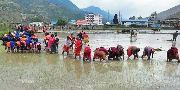 जुम्ली किसानलाई मार्सी धान रोपाइँकाे चटाराे
