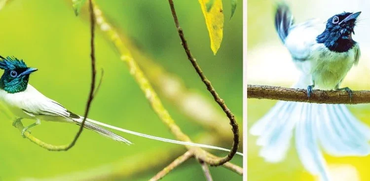 बच्चा कोरल्न व्यस्त स्वर्गचरी