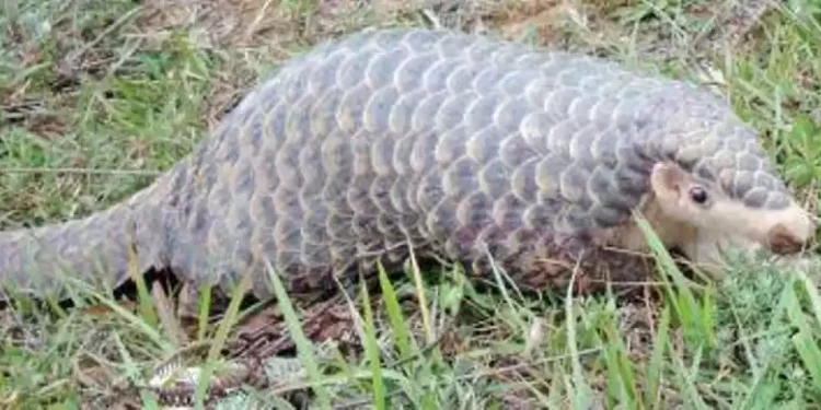 संरक्षित साना स्तनधारी जनावर सालक सङ्कटमा