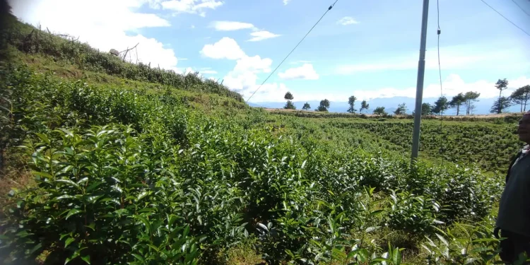 चियामा आत्मनिर्भर बन्दै चौतारा नगरपालिका