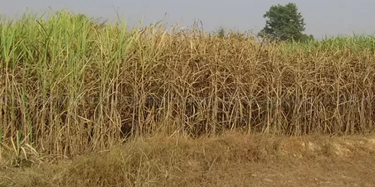 उखु खेतमै सुक्न थालेपछि किसान चिन्तित