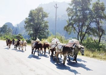 बर्खामा ढुवानी गर्न घोडा र खच्चडकै भर