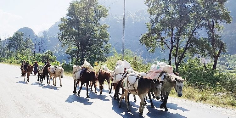 बर्खामा ढुवानी गर्न घोडा र खच्चडकै भर