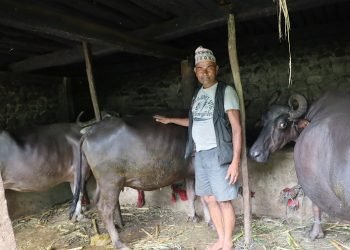 रिस्मी गाउँमा स्थानीय जातका भैँसी संरक्षण