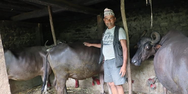रिस्मी गाउँमा स्थानीय जातका भैँसी संरक्षण