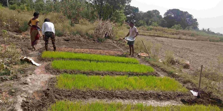 निराश असारे पन्ध्र पर्व