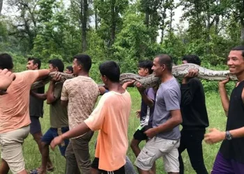 लामिटारमा भेटिएको अजिङ्गर निकुञ्जमा छाडियो