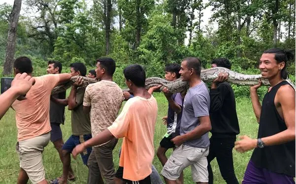 लामिटारमा भेटिएको अजिङ्गर निकुञ्जमा छाडियो