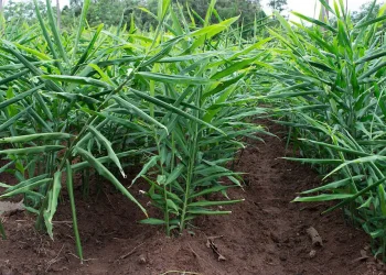 अदुवा र बेसारखेतीतर्फ कृषकको आकर्षण