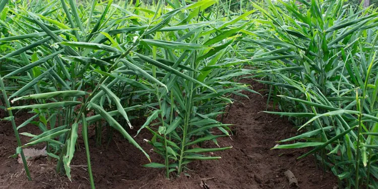 अदुवा र बेसारखेतीतर्फ कृषकको आकर्षण