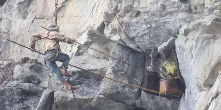 भिर मौरीको मह सिकार गर्न युवापुस्ता आकर्षित