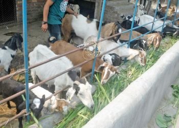 खानीगाउँमा घरैपिच्छे बाख्रापालन