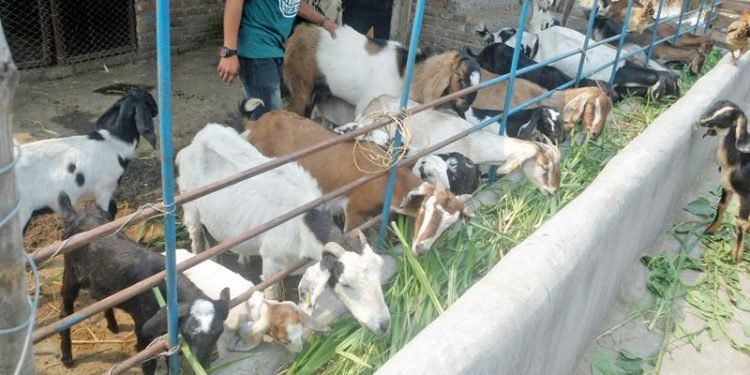 खानीगाउँमा घरैपिच्छे बाख्रापालन