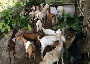 बाख्रापालक कृषकलाई आर्थिक अनुदान