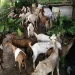 बाख्रापालक कृषकलाई आर्थिक अनुदान