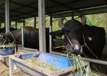 भारतबाट आउँछन् एक करोडभन्दा बढीका मुर्रा भैँसी, अमेरिका र अष्ट्रेलियाबाट घाँस !