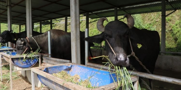 भारतबाट आउँछन् एक करोडभन्दा बढीका मुर्रा भैँसी, अमेरिका र अष्ट्रेलियाबाट घाँस !