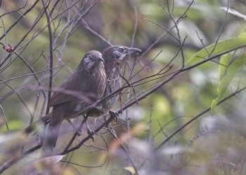 सहश्राब्दी पदमार्गलाई पर्यटकीय गन्तव्य बनाइने
