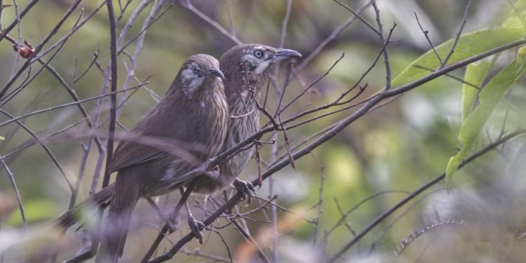 सहश्राब्दी पदमार्गलाई पर्यटकीय गन्तव्य बनाइने