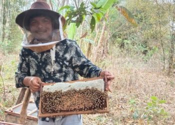 चेपाङको चलन– छोरीलाई दाइजो चिउरीको बोट