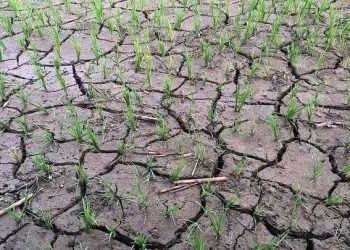 महोत्तरीमा ४० प्रतिशत मात्र रोपाइँ, रोपिएका धान सुक्दै