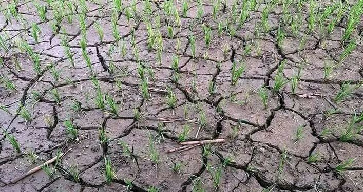 महोत्तरीमा ४० प्रतिशत मात्र रोपाइँ, रोपिएका धान सुक्दै