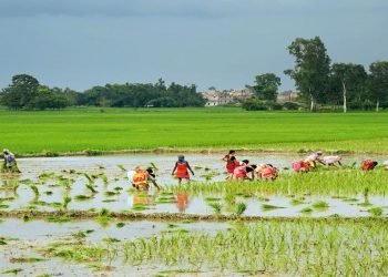 मधेस प्रदेशमा ९ प्रतिशत मात्र धान रोपाइँ