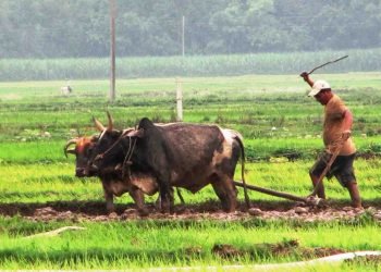 उत्पादन बढेपछि चक्लाबन्दीमा अकर्षित हुँदै किसान