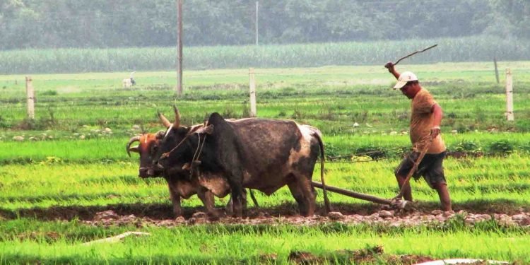 उत्पादन बढेपछि चक्लाबन्दीमा अकर्षित हुँदै किसान