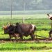 उत्पादन बढेपछि चक्लाबन्दीमा अकर्षित हुँदै किसान