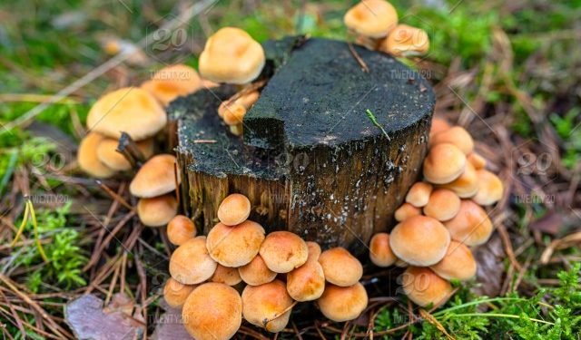 आम्दानीको स्रोत बन्दै जङ्गली च्याउ