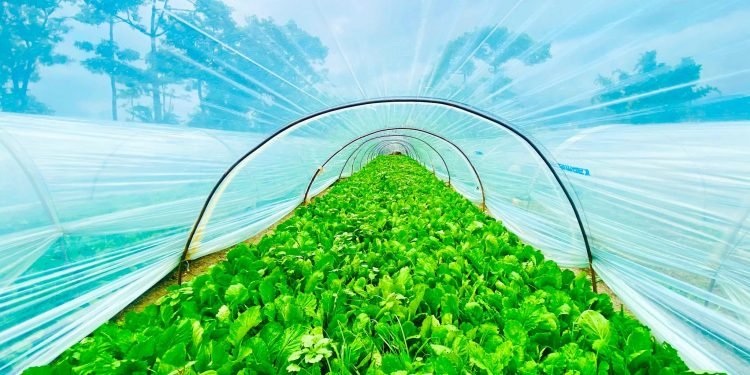 कृषि व्यवसायमा रमाउँदै युवा