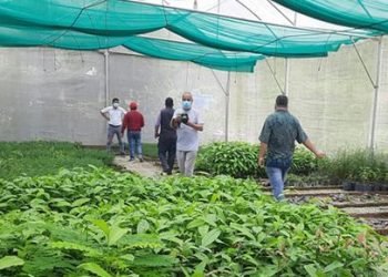 गोरखामा ९० हजार बिरुवा निःशुल्क वितरण गरिँदै