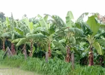 टीकापुरमा केरा खेती फष्टाउँदै