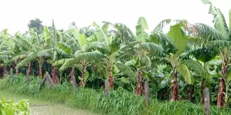 टीकापुरमा केरा खेती फष्टाउँदै