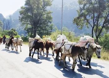 बर्खामा ढुवानी गर्न घोडा खच्चडकै भर